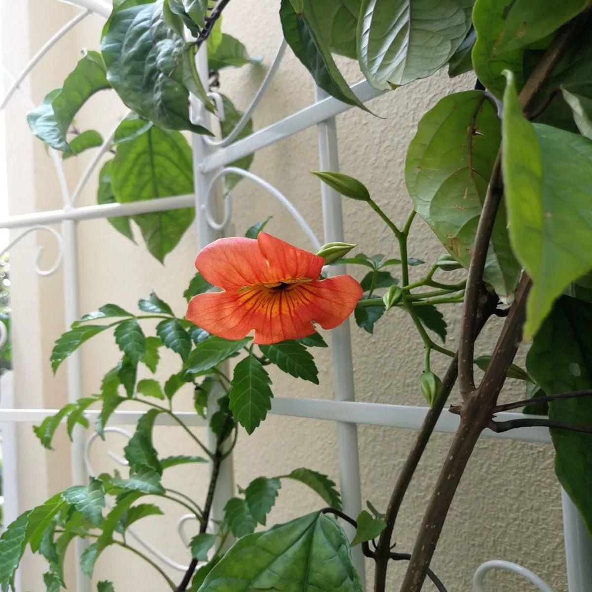 2 Pack Metal Garden Trellis 71" x 19.7" Rustproof Trellis for Climbing Plants Outdoor Flower Support Cream White